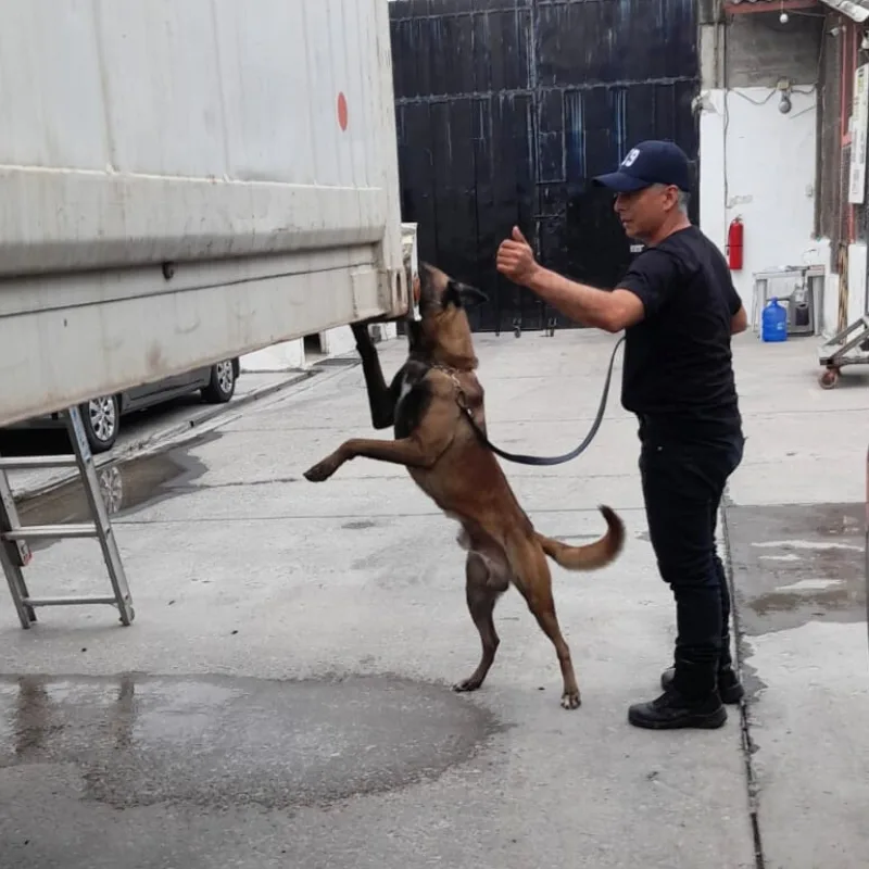 Guía entrenando a su perro K9 junto a un tráiler